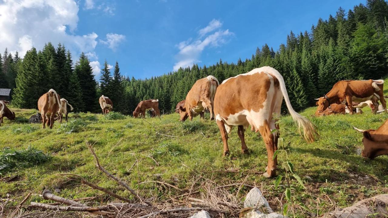 Srednja Vas v Bohinju Mountain Eco Chalet Konjska Dolina On 1400 M Asl -Near Pokljuka מראה חיצוני תמונה
